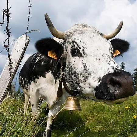 Avec Piscine Chez Vero * Breitenbach-Haut-Rhin