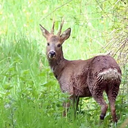 Avec Piscine Chez Vero Διαμέρισμα