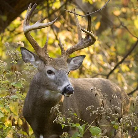 Apartmán Avec Piscine Chez Vero
