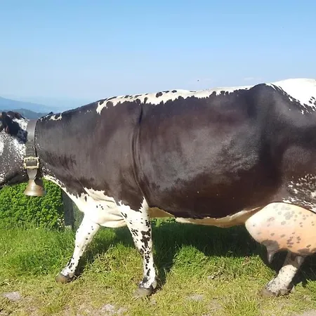 Avec Piscine Chez Vero * Breitenbach-Haut-Rhin