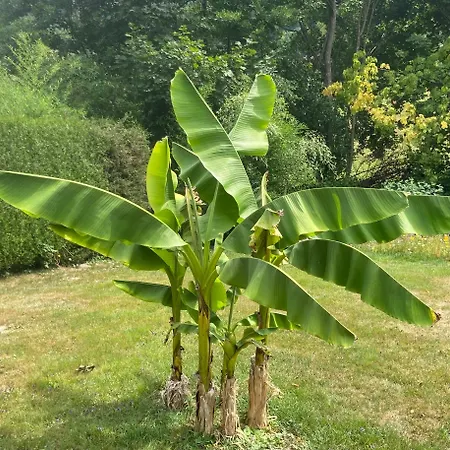 Avec Piscine Chez Vero * Breitenbach-Haut-Rhin